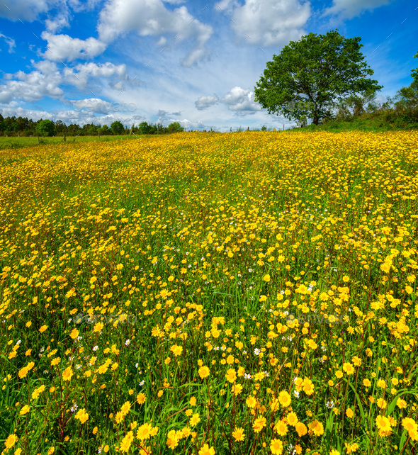 Springtime flower meadow Stock Photo by luisvilanova PhotoDune